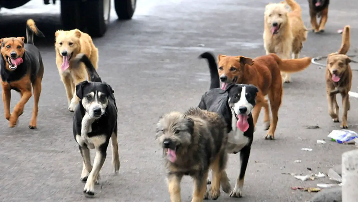 PetMatch: la startup chilena que usa IA para encontrar hogar a miles de mascotas